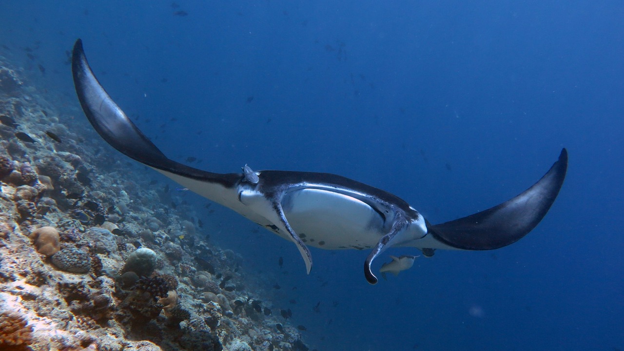 Photo of Others in Dhigurah