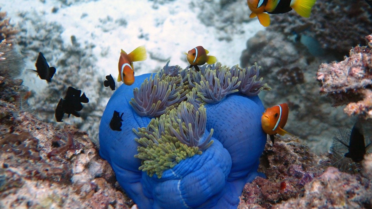 Photo of Others in Dhigurah