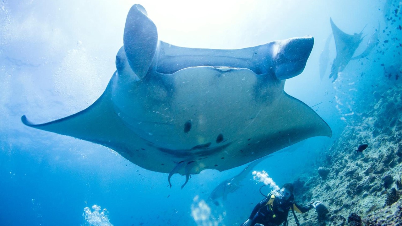 Photo of Others in Dhigurah