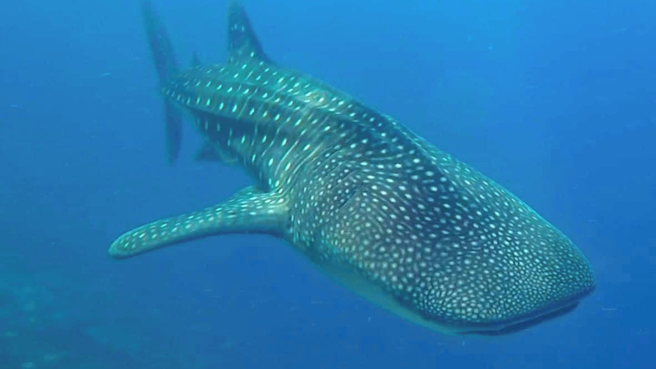 Photo of Others in Dhigurah