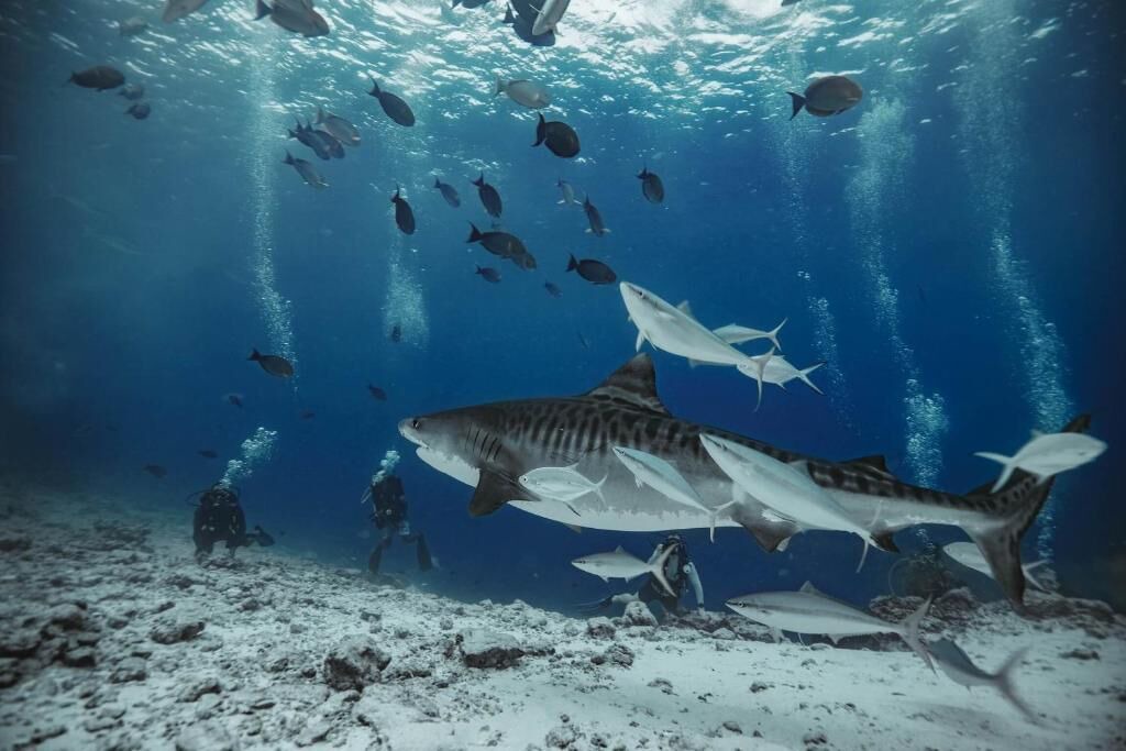 Photo of Others in Fuvahmulah