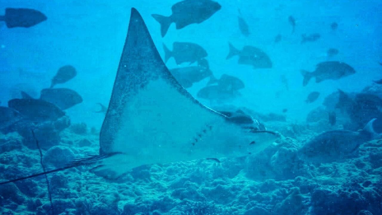 Photo of Others in Dhidhdhoo