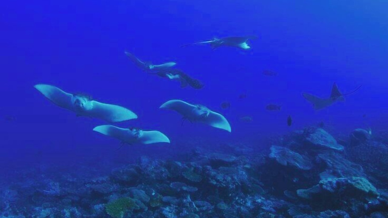 Photo of Others in Hithadhoo