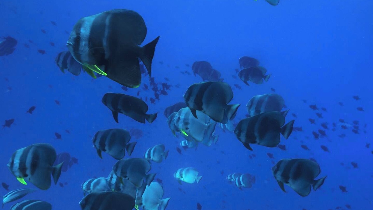 Photo of Others in Hithadhoo