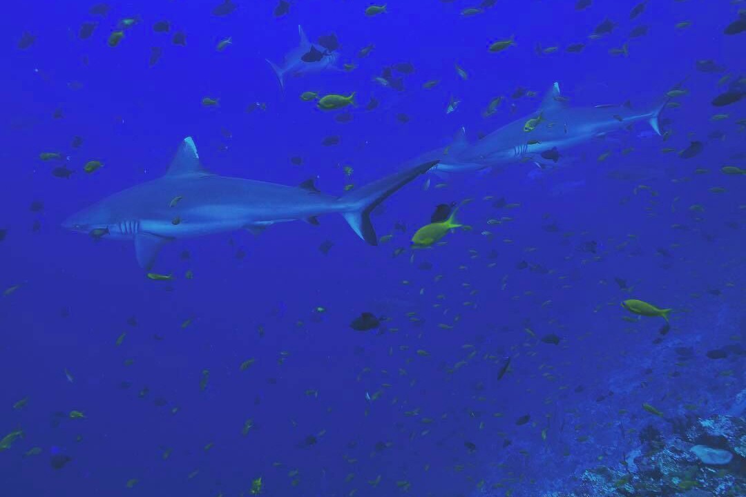 Photo of Others in Hithadhoo