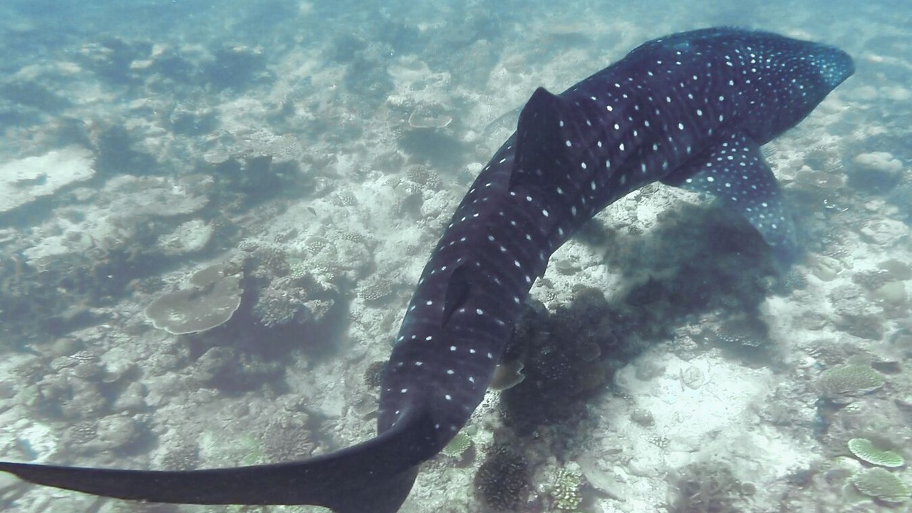 Photo of Outdoor in Fenfushi