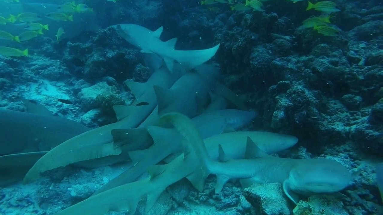Photo of Others in Fulidhoo