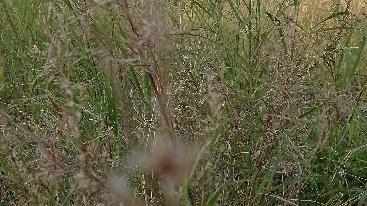 Photo of Outdoor in Maamigili