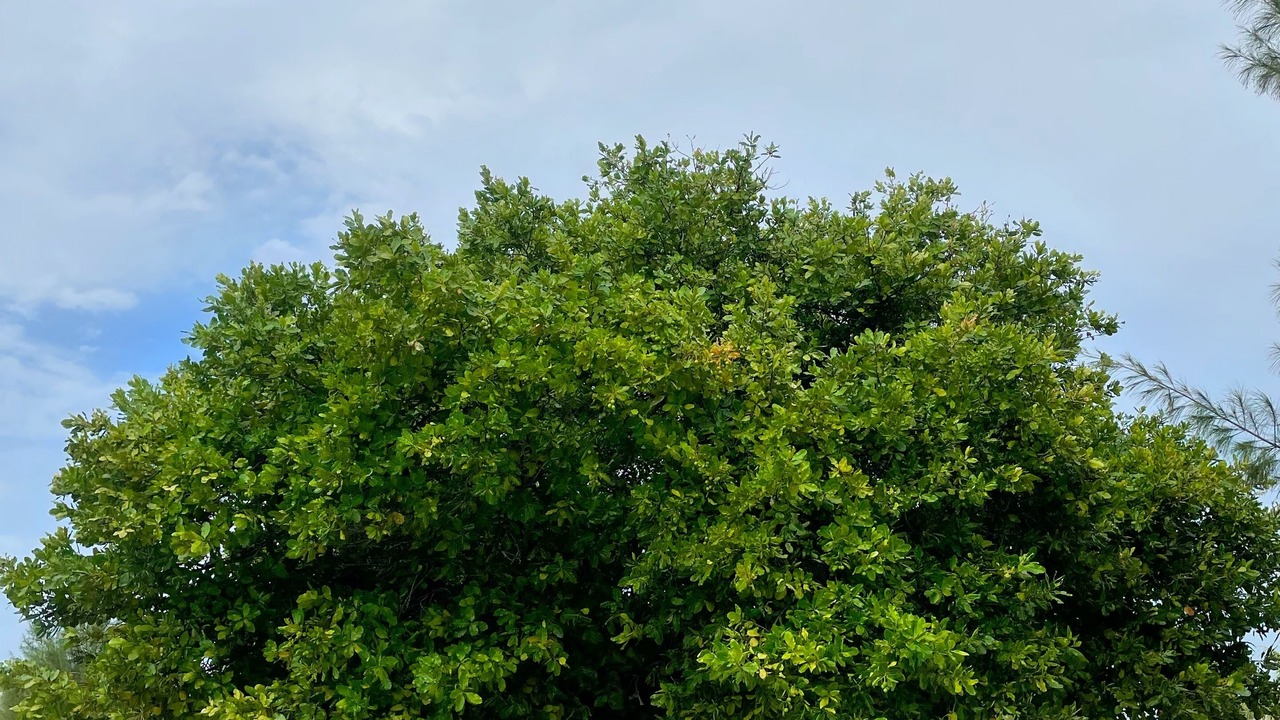 Photo of Others in Maamigili