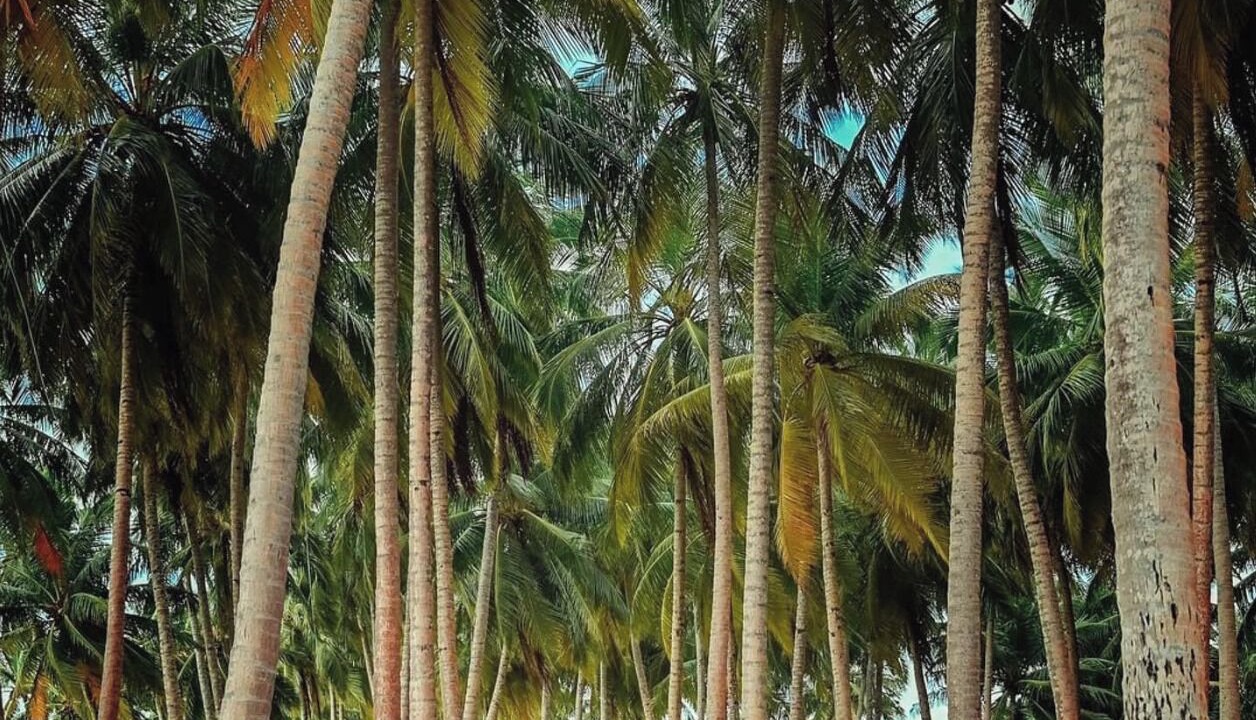 Photo of Others in Fuvahmulah