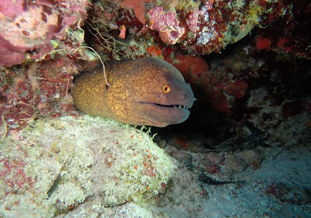Photo of Others in Fuvahmulah