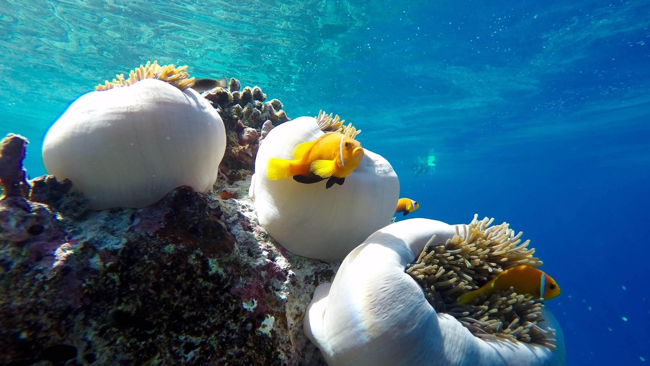 Photo of Others in Fuvahmulah