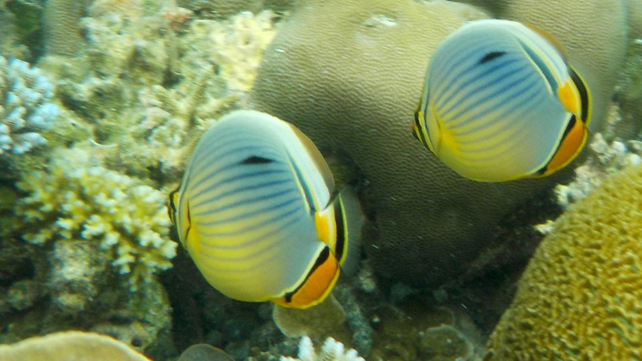 Photo of Others in Felidhoo