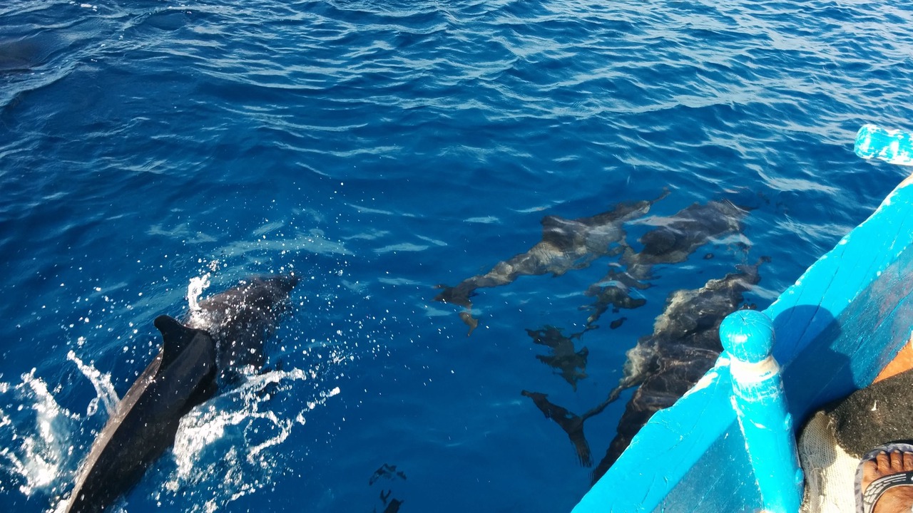 Photo of Others in Felidhoo