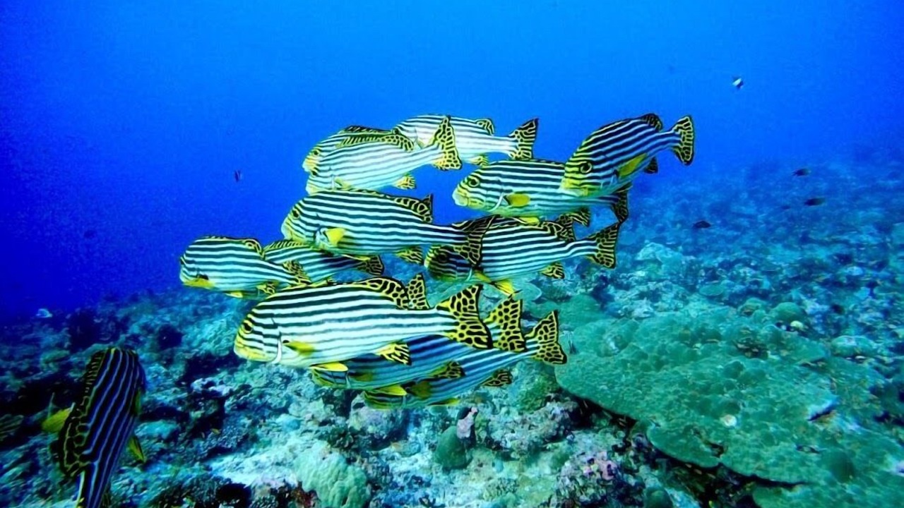 Photo of Outdoor in Hangnaameedhoo