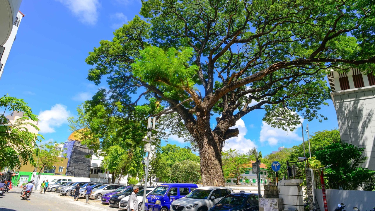 Photo of Others in Hulhumale