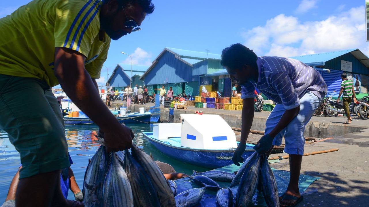 Photo of Others in Hulhumale