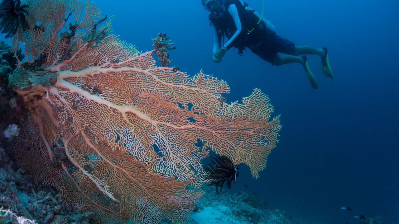 Photo of Others in Milaidhoo Island