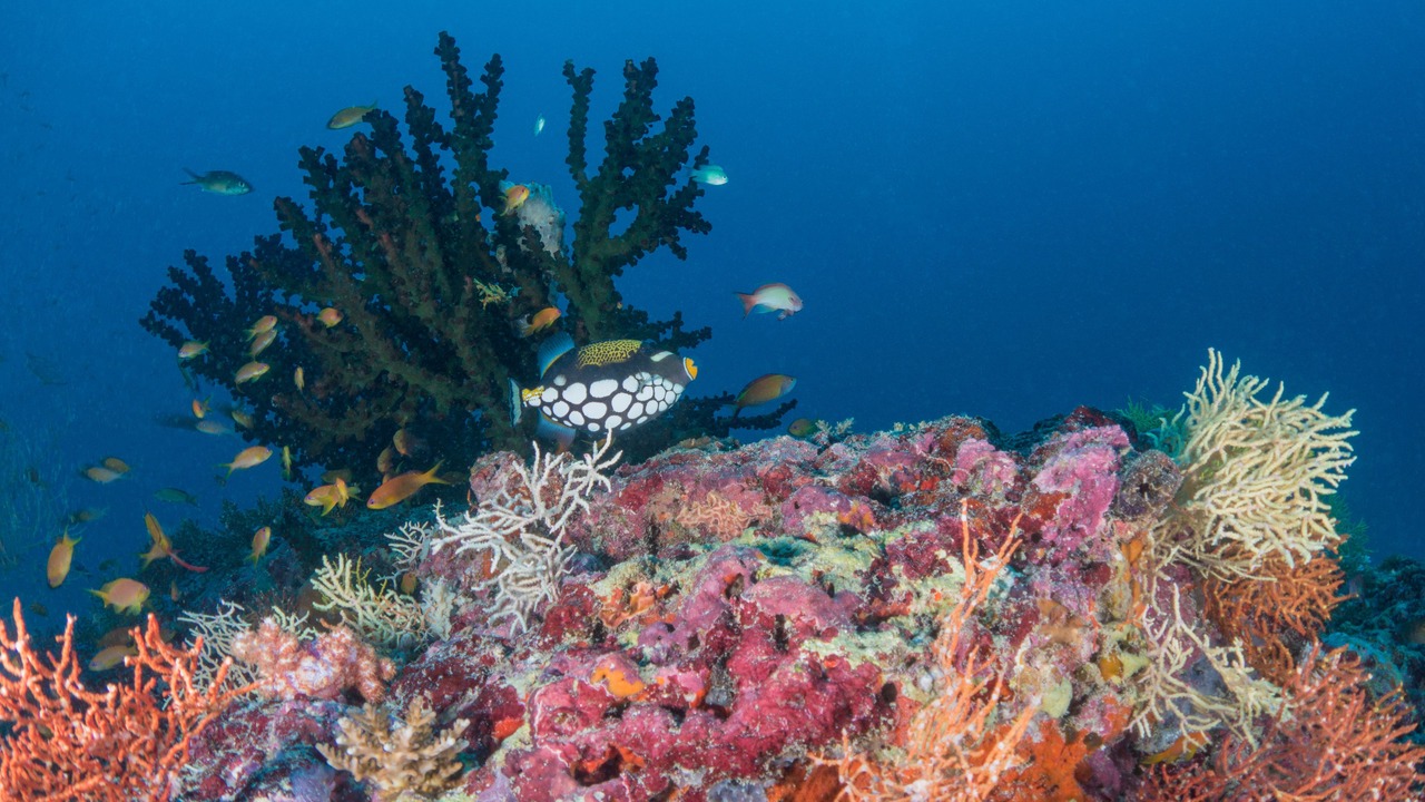 Photo of Others in Milaidhoo Island