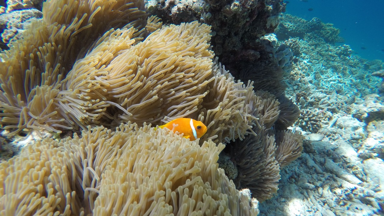 Photo of Others in Rasdhoo