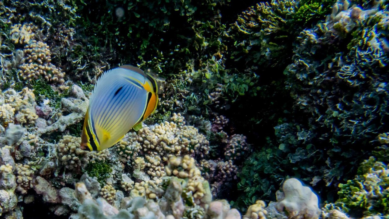Photo of Outdoor in Hangnaameedhoo