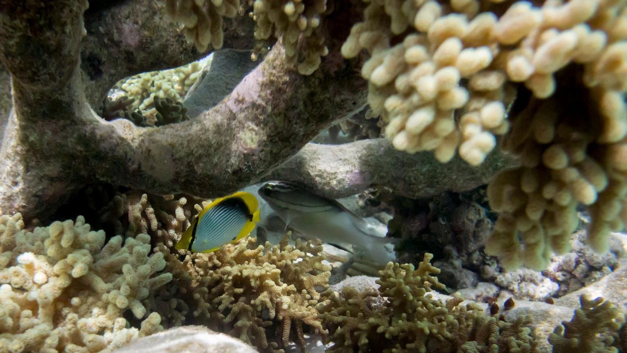 Photo of Outdoor in Hangnaameedhoo