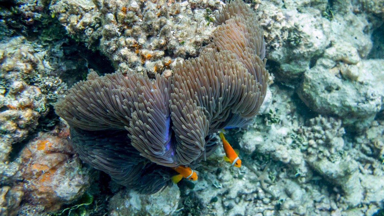Photo of Outdoor in Hangnaameedhoo