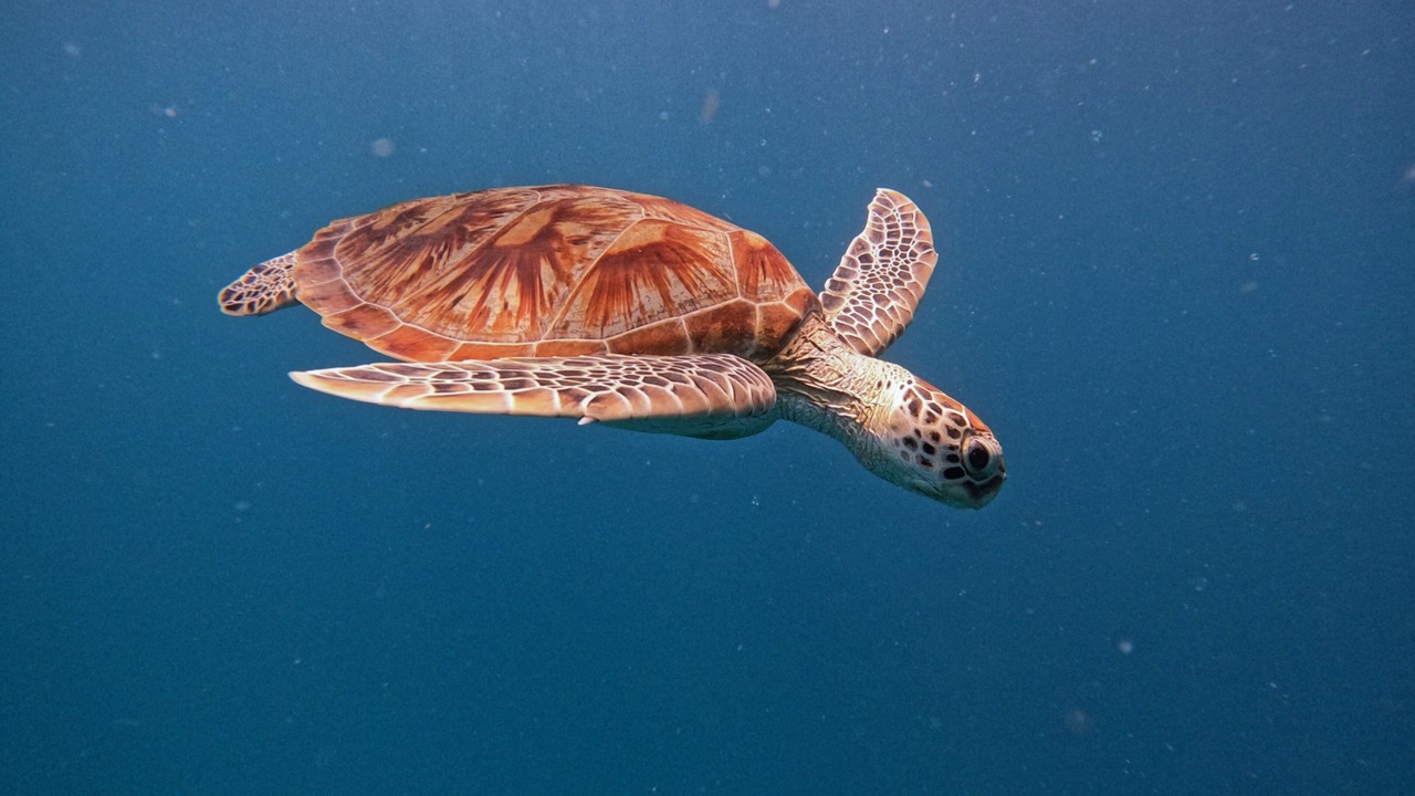 Photo of Others in Male