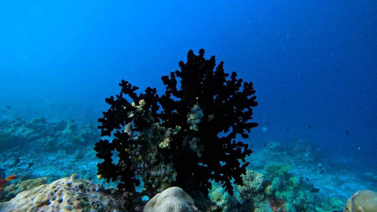 Photo of Outdoor in Male