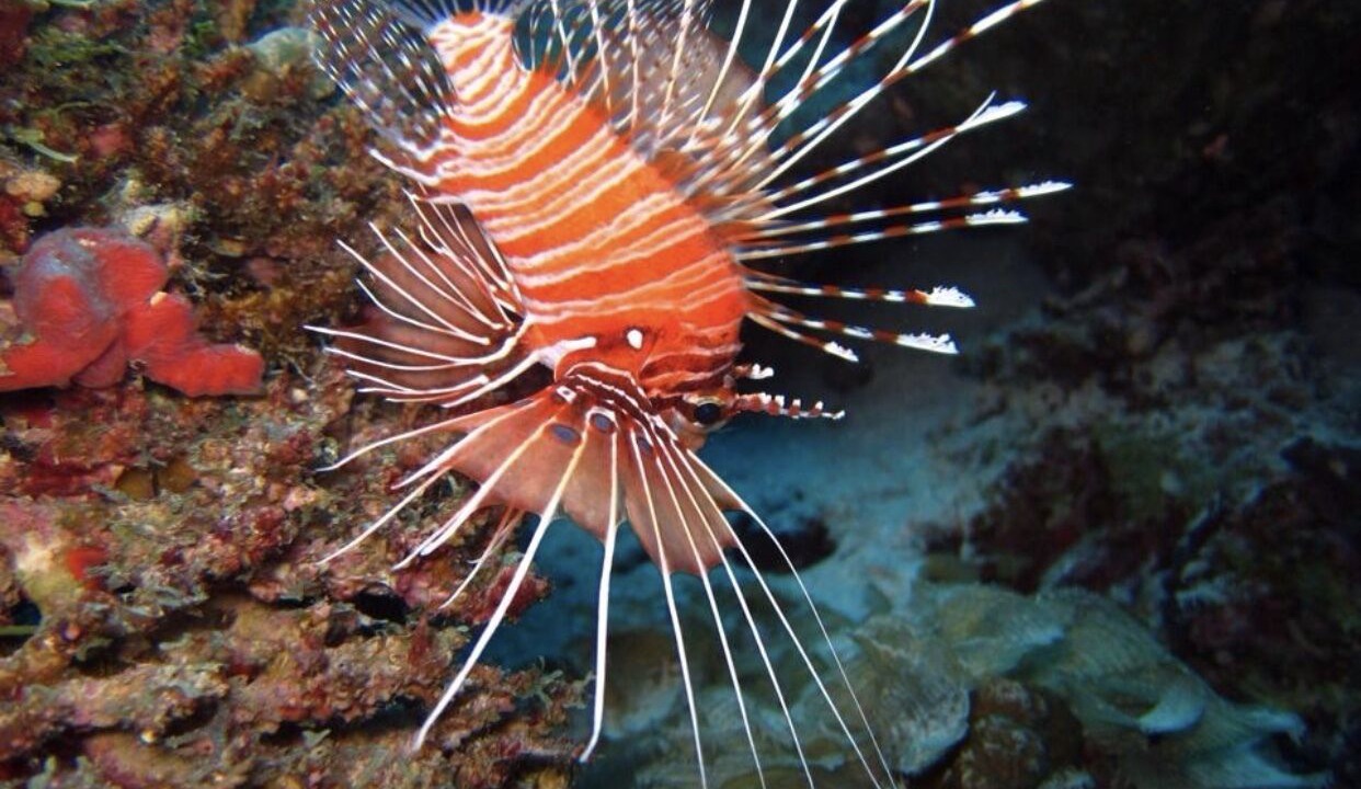 Photo of Outdoor in Dhidhdhoo