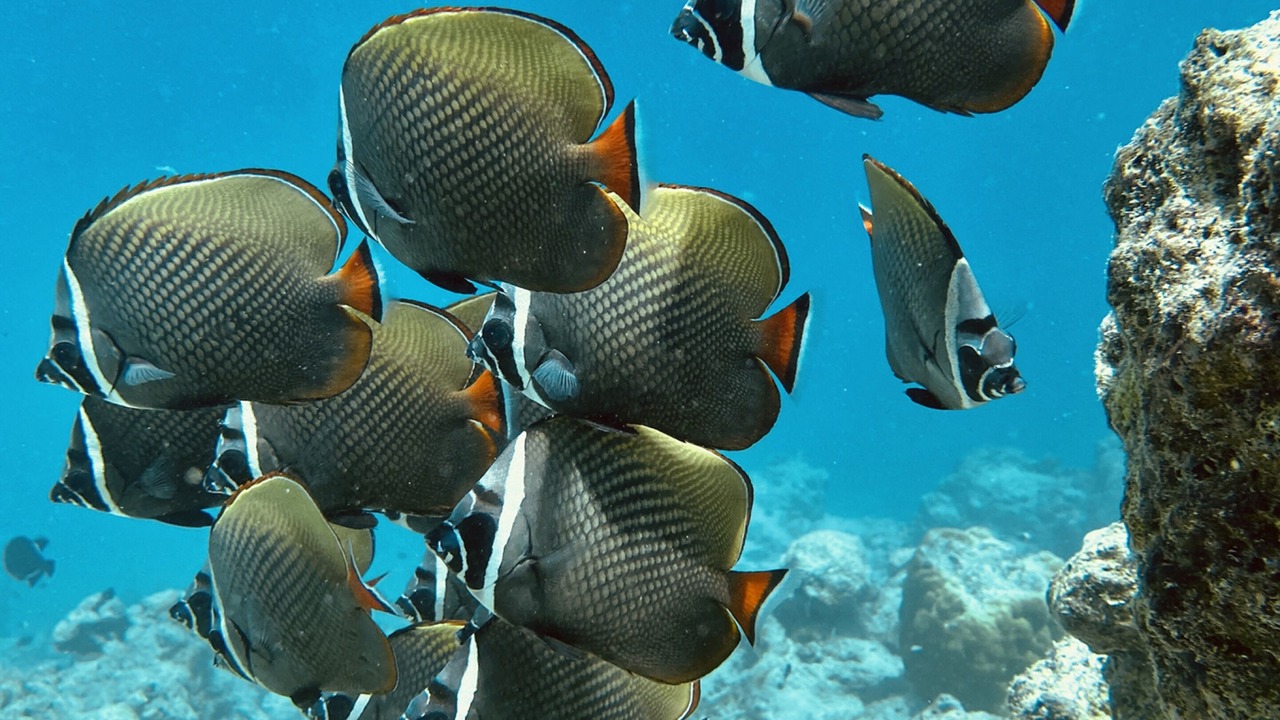 Photo of Others in Thulusdhoo Island