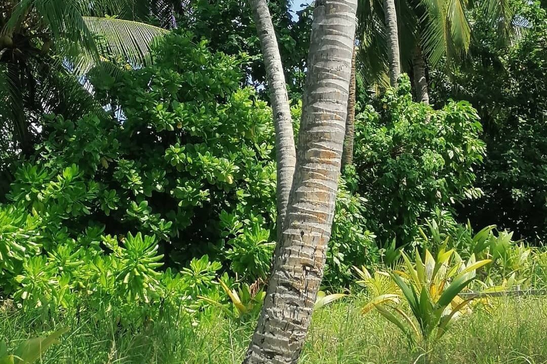 Photo of Outdoor in Hithadhoo