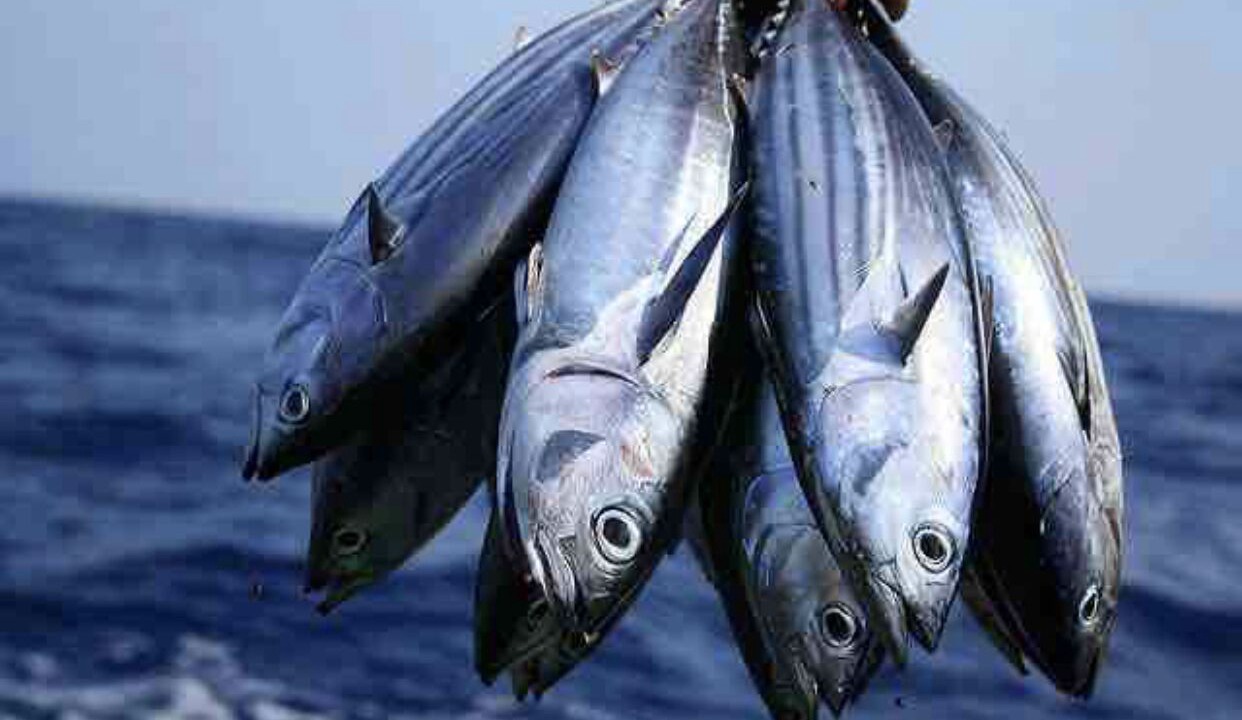 Photo of Others in Gaafu Alifu Atoll