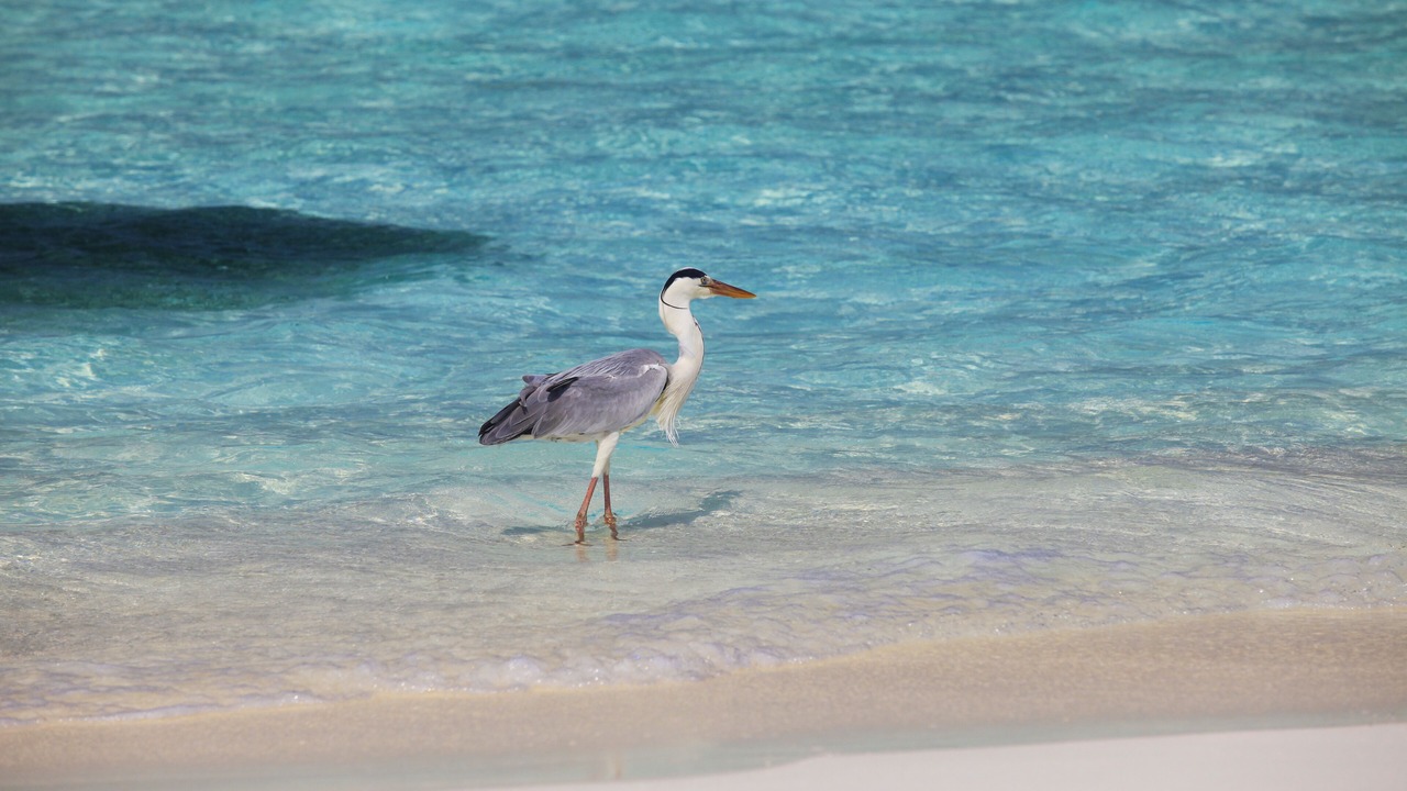Photo of Others in Dhangethi