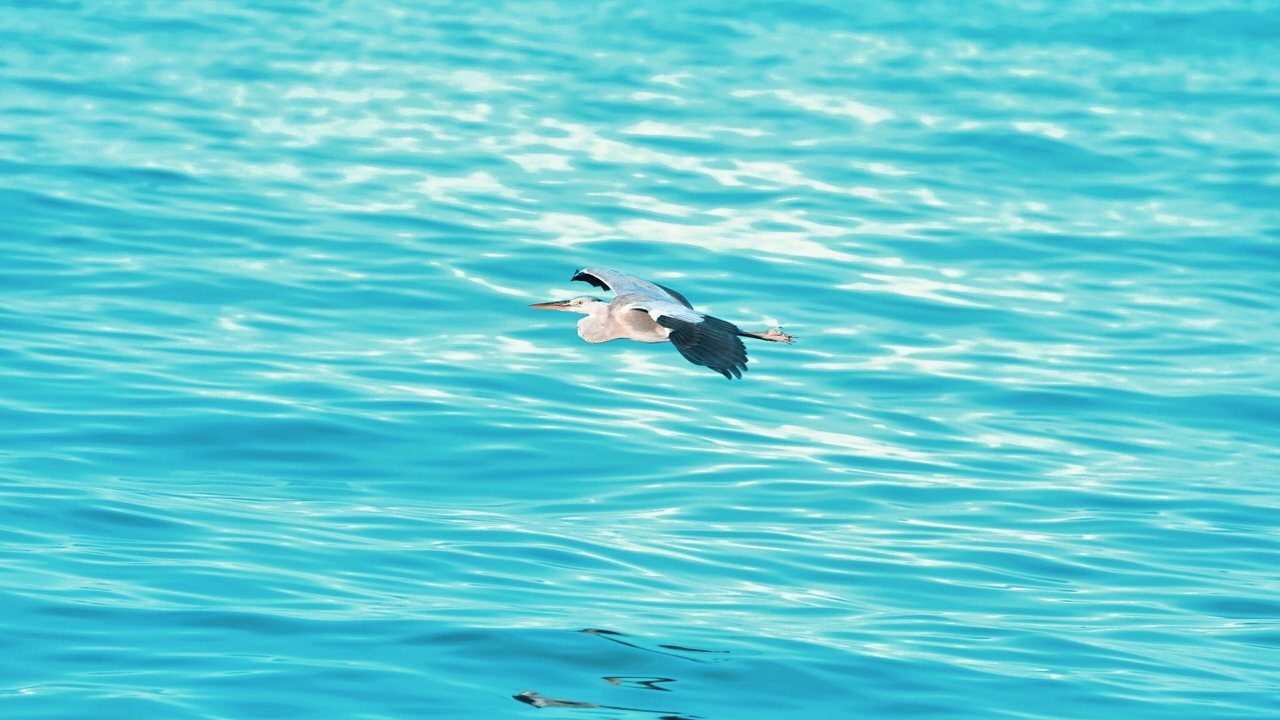 Photo of Others in Haa Dhaalu Atoll