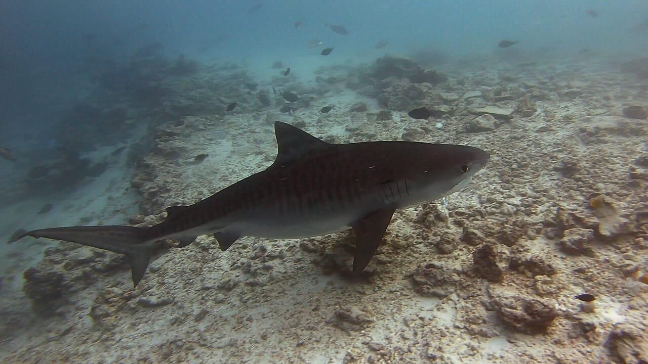 Photo of Others in Fuvahmulah