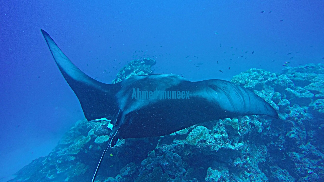 Photo of Others in Rasdhoo