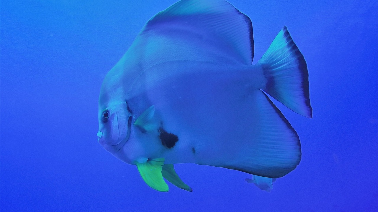 Photo of Others in Rasdhoo
