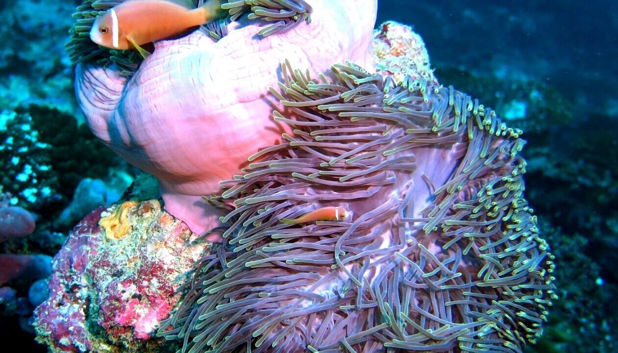 Photo of Outdoor in Dhiffushi