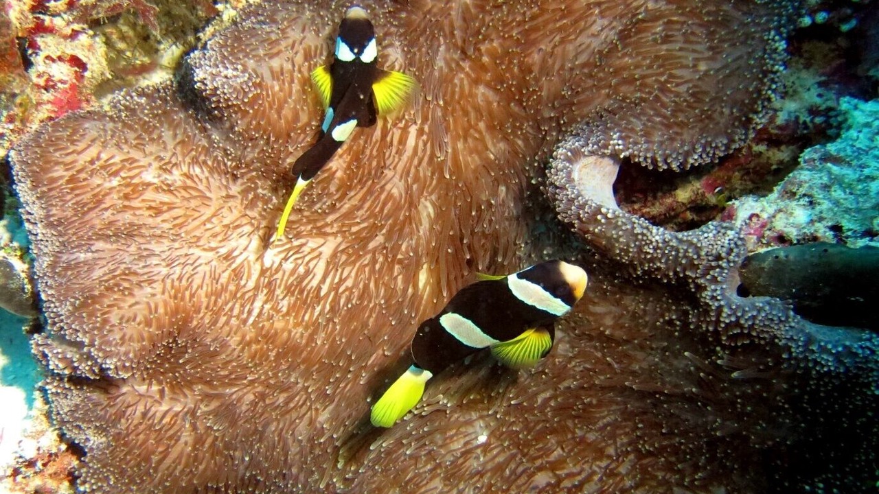 Photo of Others in Dhiffushi