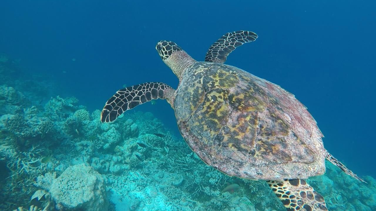 Photo of Others in Vaadhoo