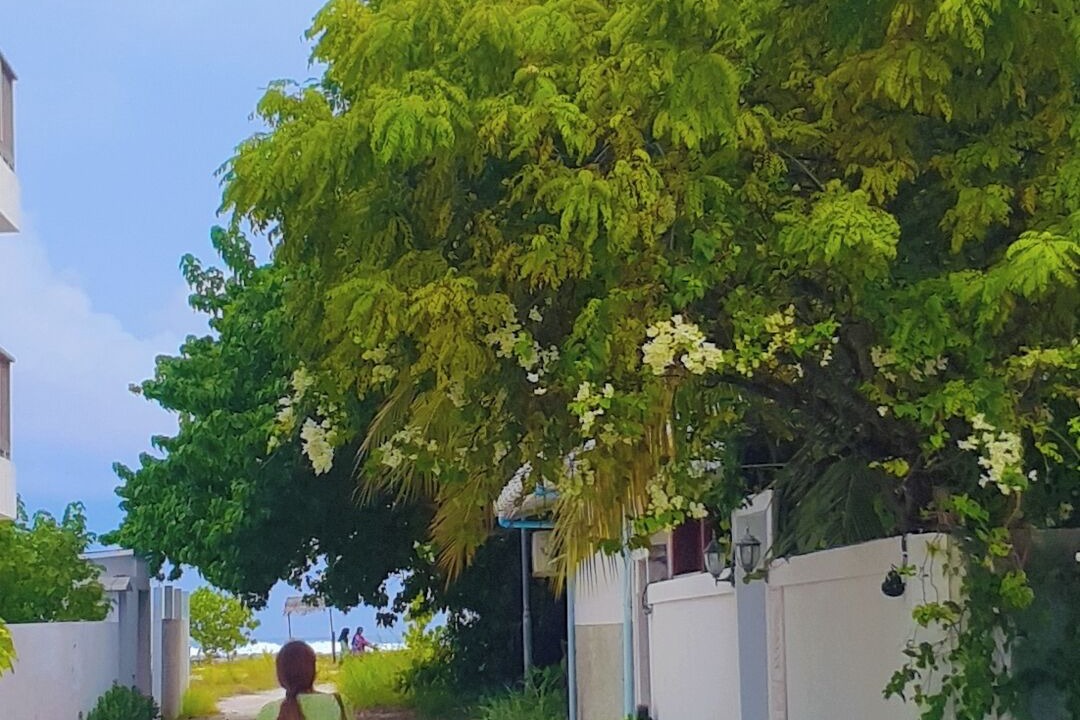 Photo of Outdoor in Thulusdhoo Island