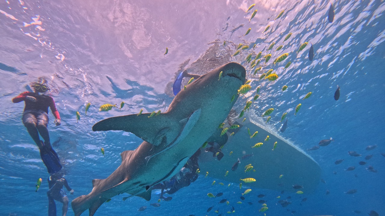 Photo of Others in Kudahuvadhoo