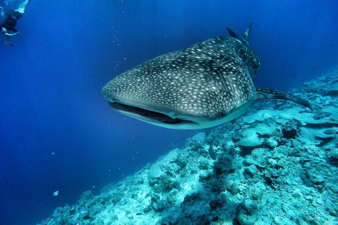 Photo of Others in Dhigurah