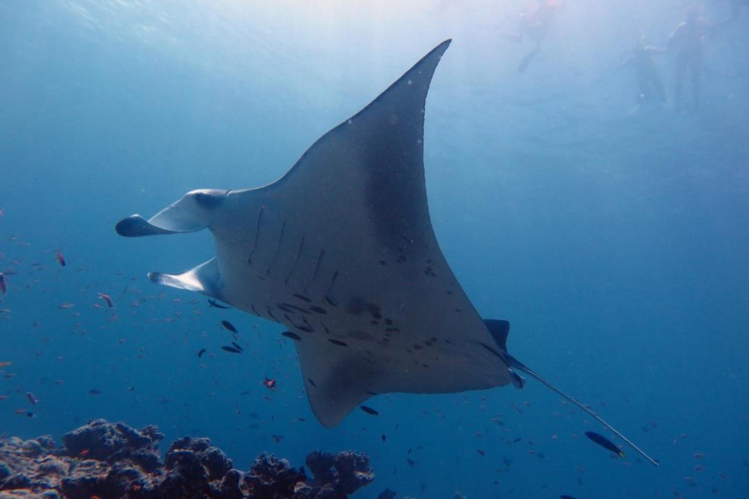 Photo of Others in Dhigurah