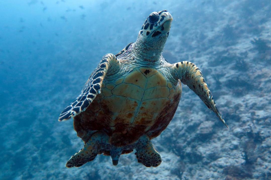 Photo of Others in Dhigurah