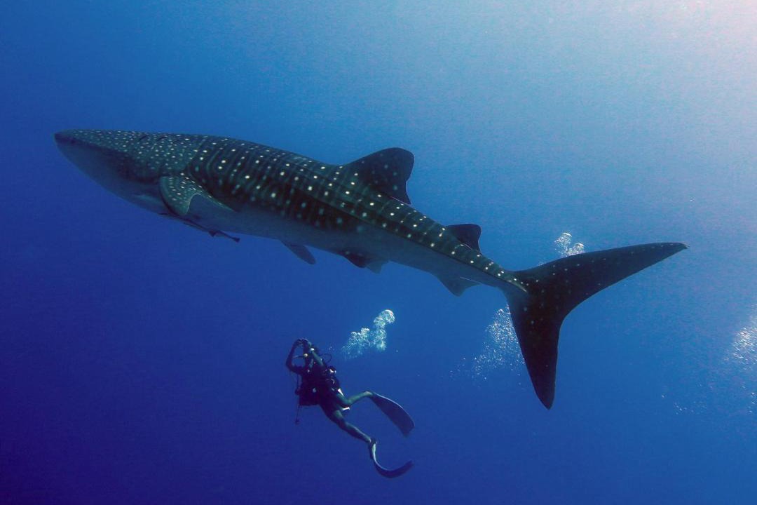 Photo of Others in Dhigurah