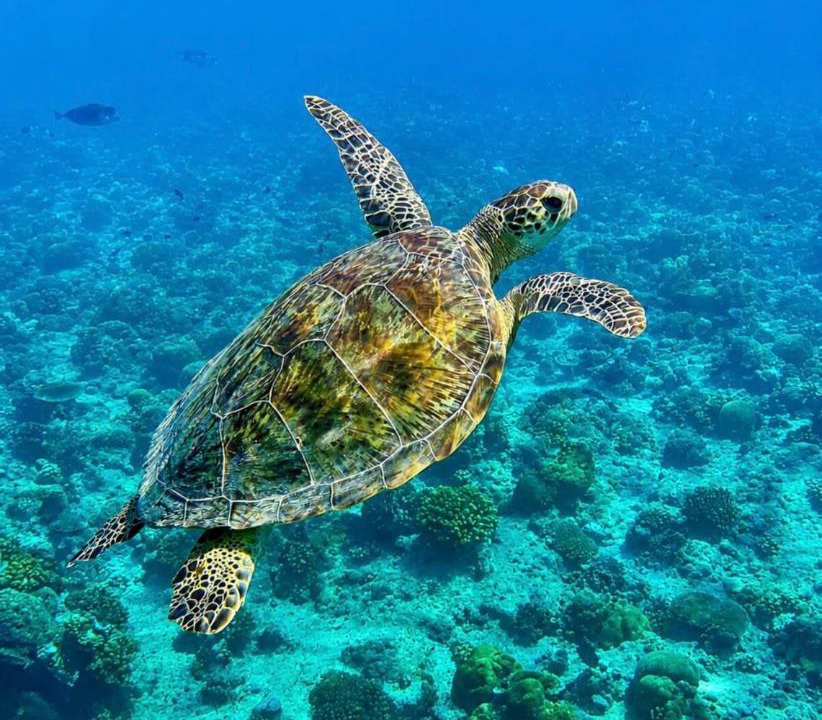 Photo of Others in Dhigurah