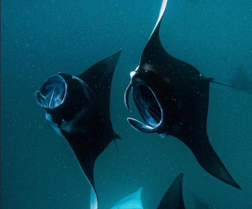 Photo of Others in Thulusdhoo Island