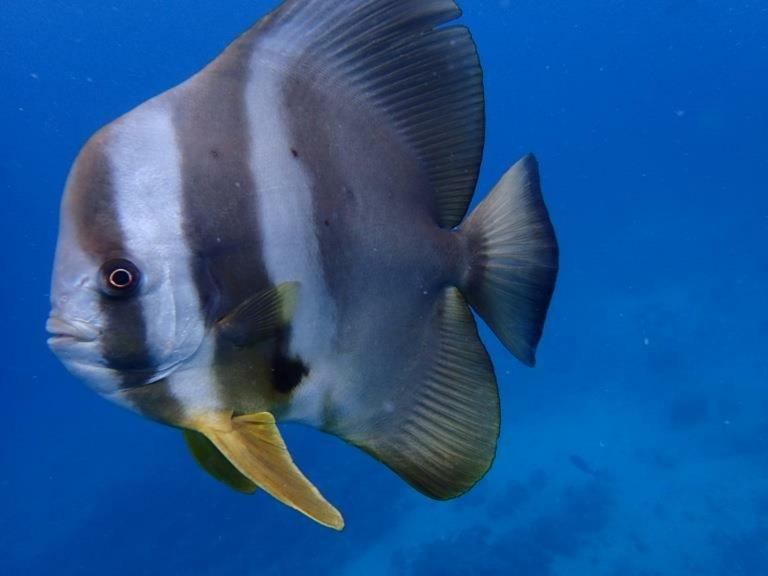 Photo of Others in Fenfushi